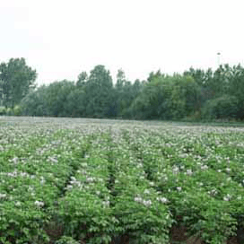Colorado-kever te bestrijden met aanpassing genoom aardappel
