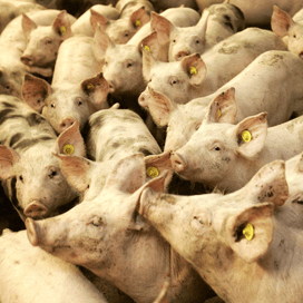 Bordeskeuring mag weer, pilot met stalkeuring exportvarkens