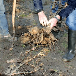 Nog veel onbekend over yacon-knol