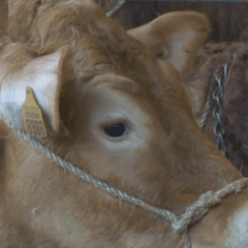Limousin behoort tot de Europese top
