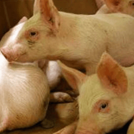 34 bedrijven besmet met PED-virus