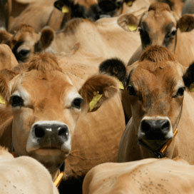 Gebruik buitenlandse melkveerassen blijft groeien