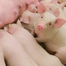 Niets mooiers dan op de boerderij