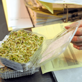Ziekmakende bacteriën via planten naar mensen