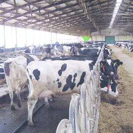 Duits melkveebedrijf met 350 koeien