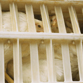 Risico op salmonella-insleep via kratten