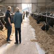 Ruim driehonderd koeien en ze kunnen verdubbelen