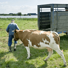 Toekomst zoekt boer