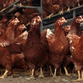 Tegemoetkomingsregeling salmonellavaccins opengesteld