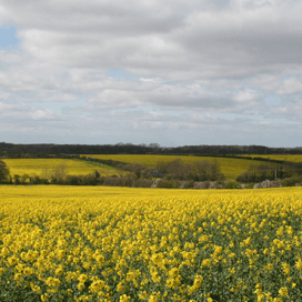 Britten planten meer koolzaad