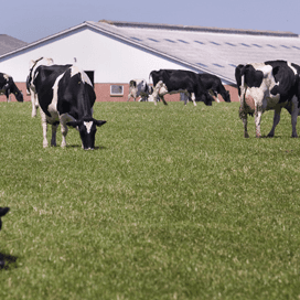 Prijs melkquotum in Denemarken hoger