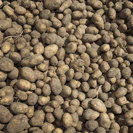 Canadees aardappelareaal krimpt 5 procent