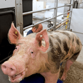 Halvering winst bij Varkens KI-Twenthe