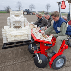 Export miniknollen naar China mogelijk