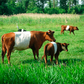 Zoektocht naar zeldzame boerderijdieren