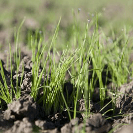Bodemherbicide in najaar essentieel in resistentiestrategie duist
