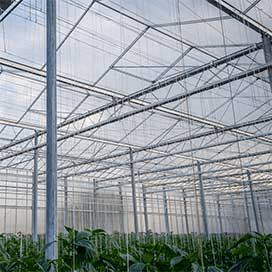 Kassen tuinbouw vanaf 2020 klimaatneutraal