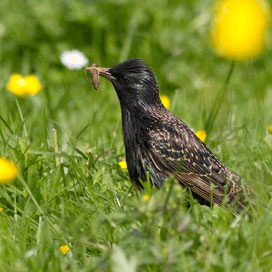 Vogelstand daalt bij gebruik imidacloprid