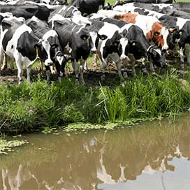 Melkveehouders werken aan watertool