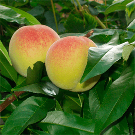 Copa vraagt ingrijpen in fruitmarkt