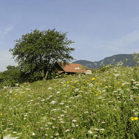 Bloemrijk grasland