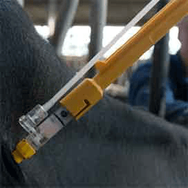 Verplichte bestrijding IBR/BVD in 2017 van start