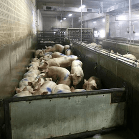 Initiative Tierhwohl gereed voor lancering