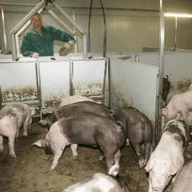 Passie voor stervarkens