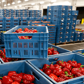 Ministerie investeert meer in exportbevordering agro