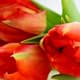 Veel prijzen uitgereikt op Hollands Flower Festival