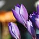 Najaarsbloeiende Crocus zeer attractief