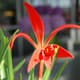 Sprekelia in huis en tuin