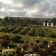 Goede start Flower Trials Royal Van Zanten