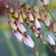 Ixia volle zomerbloeier
