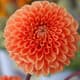 Veel dahlia’s in keuringszaal