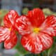 Begonia Marmerota is prachtige bloeier