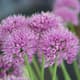 Allium senescens is lange bloeier