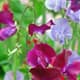 Fraaie Iris en Lathyrus-show in Keukenhof