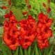 Druk met gladiolenoogst voor Nijmeegse Vierdaagse