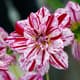 Nog steeds dahlia’s in beeld