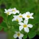 Oxalis jaarrond verkrijgbaar