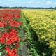 Greenport Aalsmeer versterkt met oprichting stichting