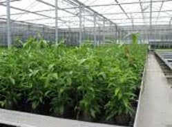 Hoge kosten door ontbrekende tuinbouwverklaring