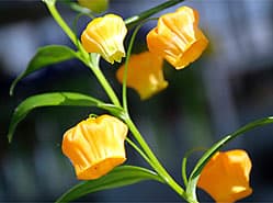 Sandersonia is hoogtepunt in zomertuin