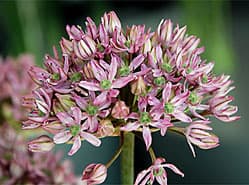 Sortiment Allium zeer veelzijdig