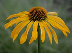 Echinacea biedt hoogtepunten in de zomertuin