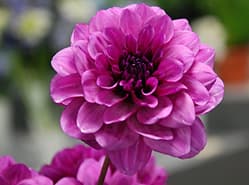 Dahlia in opmars