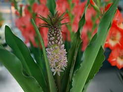 Eucomis sortiment wordt vernieuwd