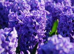 CNB sponsort bloembollen bij hoofdingang Floriade