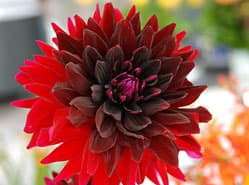 Dahlia sortiment zeer omvangrijk